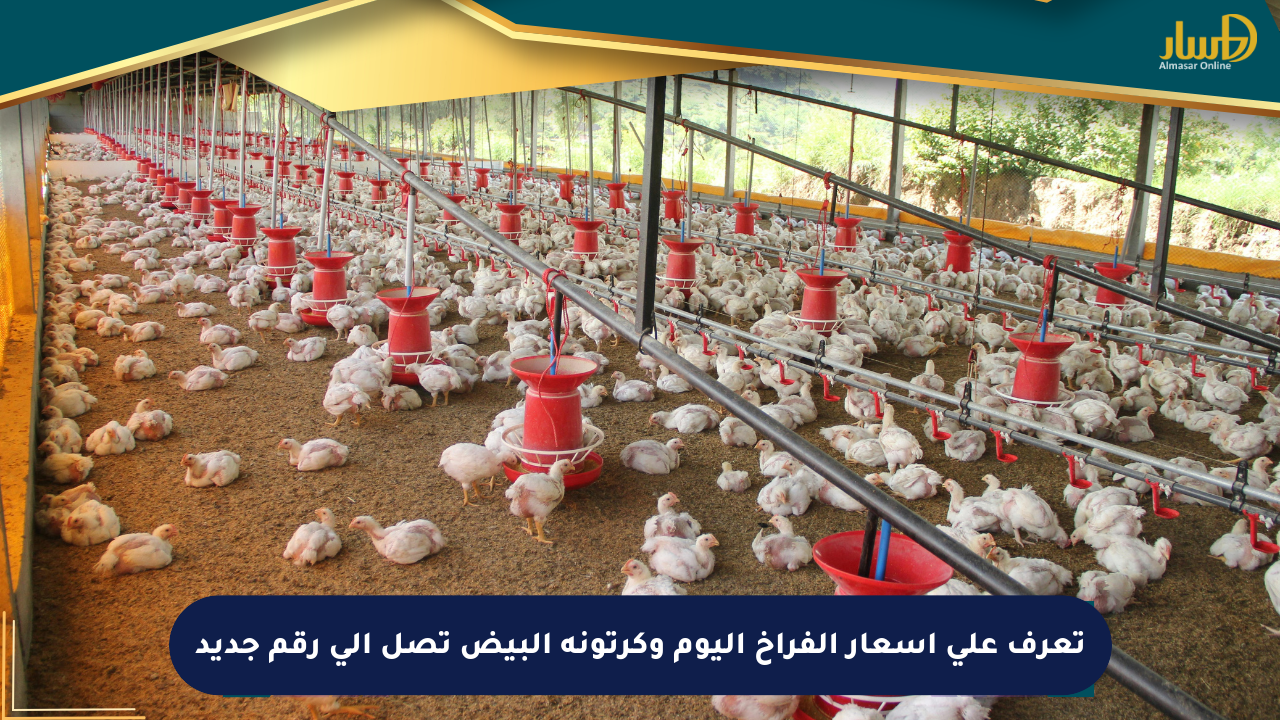 تعرف على أسعار الفراخ اليوم وكرتونة البيض تصل إلى رقم جديد